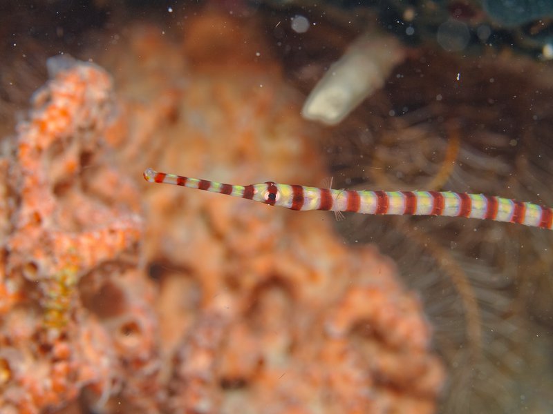 Pipefish, Home Reef